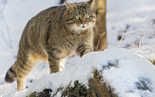 Wildcat in the Snow from Chrome web store to be run with OffiDocs Chromium online Wildcat in the Snow from Chrome web store to be run with OffiDocs Chromium online