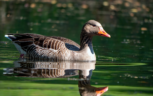 Wild Goose from Chrome web store to be run with OffiDocs Chromium online Wild Goose from Chrome web store to be run with OffiDocs Chromium online