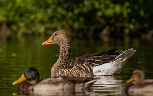 wild goose Theme from Chrome web store to be run with OffiDocs Chromium online wild goose Theme from Chrome web store to be run with OffiDocs Chromium online