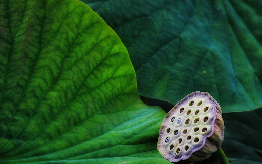 Withered lotus from Chrome web store to be run with OffiDocs Chromium online Withered lotus from Chrome web store to be run with OffiDocs Chromium online