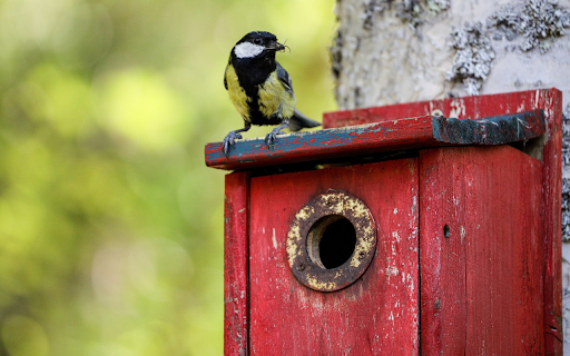 Wooden bird nest and little bird from Chrome web store to be run with OffiDocs Chromium online Wooden bird nest and little bird from Chrome web store to be run with OffiDocs Chromium online