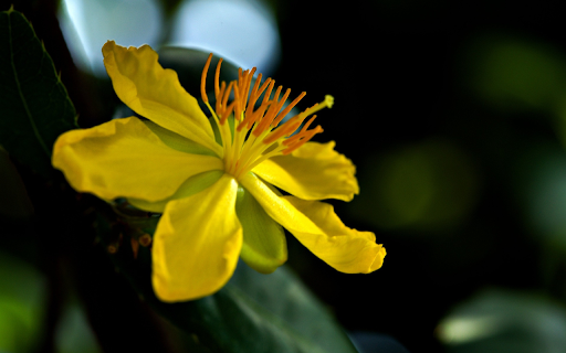 Yellow Apricot Blossom from Chrome web store to be run with OffiDocs Chromium online Yellow Apricot Blossom from Chrome web store to be run with OffiDocs Chromium online