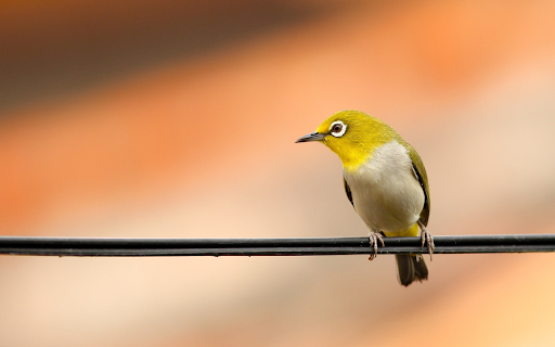 Yellow bird on electric wire from Chrome web store to be run with OffiDocs Chromium online Yellow bird on electric wire from Chrome web store to be run with OffiDocs Chromium online