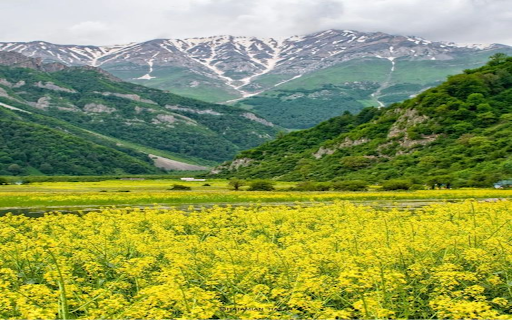 Yellow Canola flower wallpaper from Chrome web store to be run with OffiDocs Chromium online Yellow Canola flower wallpaper from Chrome web store to be run with OffiDocs Chromium online