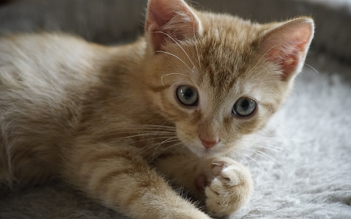Yellow cat with blue eyes from Chrome web store to be run with OffiDocs Chromium online Yellow cat with blue eyes from Chrome web store to be run with OffiDocs Chromium online