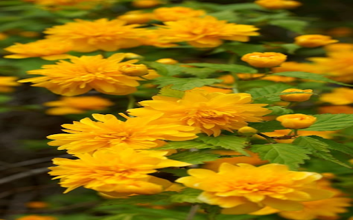 Yellow chrysanthemum wallpaper from Chrome web store to be run with OffiDocs Chromium online Yellow chrysanthemum wallpaper from Chrome web store to be run with OffiDocs Chromium online