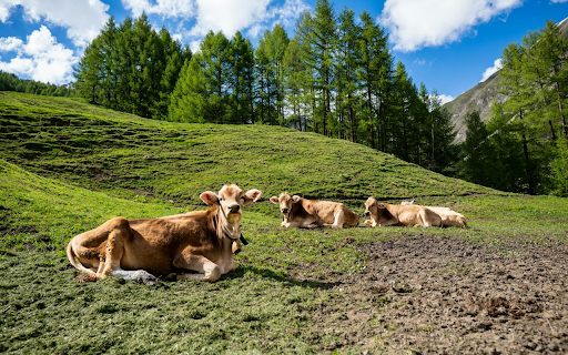 Yellow Cows on Green Hills from Chrome web store to be run with OffiDocs Chromium online Yellow Cows on Green Hills from Chrome web store to be run with OffiDocs Chromium online