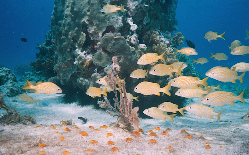 Yellow Fishes on Water from Chrome web store to be run with OffiDocs Chromium online Yellow Fishes on Water from Chrome web store to be run with OffiDocs Chromium online