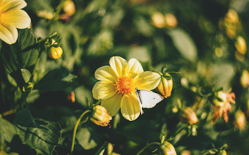 Yellow Flower Plant from Chrome web store to be run with OffiDocs Chromium online Yellow Flower Plant from Chrome web store to be run with OffiDocs Chromium online