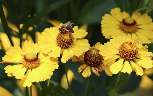 Yellow flowers and hardworking bees from Chrome web store to be run with OffiDocs Chromium online Yellow flowers and hardworking bees from Chrome web store to be run with OffiDocs Chromium online