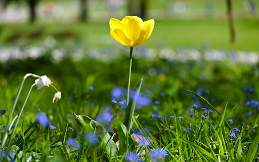 Yellow Flowers on Green Grass from Chrome web store to be run with OffiDocs Chromium online Yellow Flowers on Green Grass from Chrome web store to be run with OffiDocs Chromium online