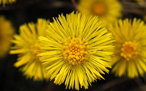 Yellow Flowers with Small Petals from Chrome web store to be run with OffiDocs Chromium online Yellow Flowers with Small Petals from Chrome web store to be run with OffiDocs Chromium online