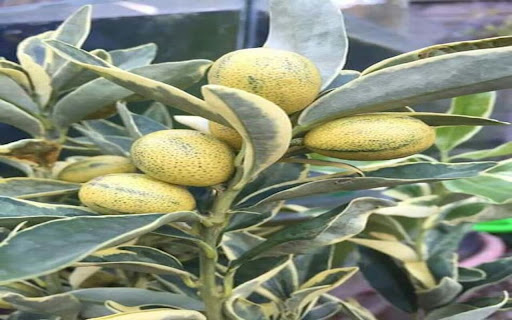 yellow fruit tree wallpaper from Chrome web store to be run with OffiDocs Chromium online yellow fruit tree wallpaper from Chrome web store to be run with OffiDocs Chromium online