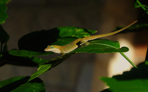 Yellow Lizard from Chrome web store to be run with OffiDocs Chromium online Yellow Lizard from Chrome web store to be run with OffiDocs Chromium online