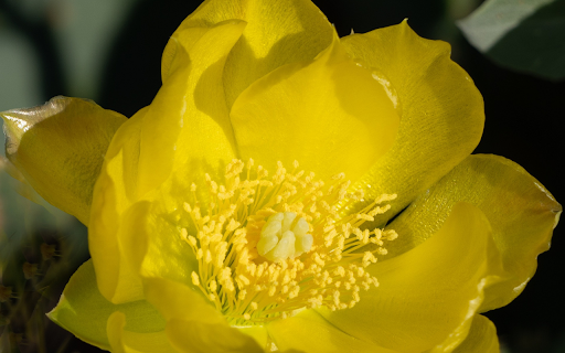 Yellow Petals from Chrome web store to be run with OffiDocs Chromium online Yellow Petals from Chrome web store to be run with OffiDocs Chromium online