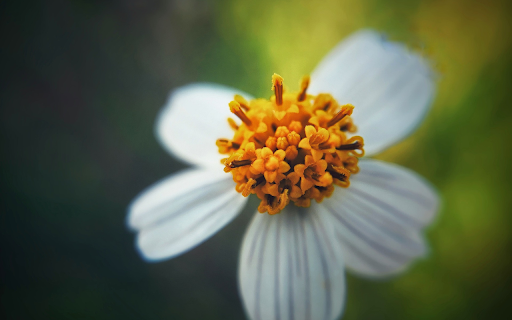 Yellow pollen flower from Chrome web store to be run with OffiDocs Chromium online Yellow pollen flower from Chrome web store to be run with OffiDocs Chromium online
