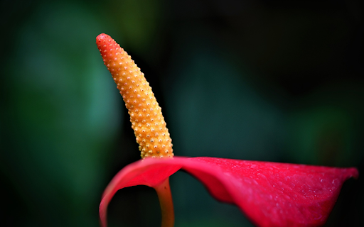 Yellow red flower from Chrome web store to be run with OffiDocs Chromium online Yellow red flower from Chrome web store to be run with OffiDocs Chromium online