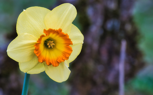 Yellow Speaker shaped Flower from Chrome web store to be run with OffiDocs Chromium online Yellow Speaker shaped Flower from Chrome web store to be run with OffiDocs Chromium online