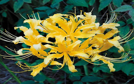 Yellow spider lily wallpapers from Chrome web store to be run with OffiDocs Chromium online Yellow spider lily wallpapers from Chrome web store to be run with OffiDocs Chromium online