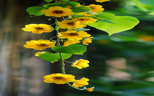 Yellow vines wallpaper from Chrome web store to be run with OffiDocs Chromium online Yellow vines wallpaper from Chrome web store to be run with OffiDocs Chromium online