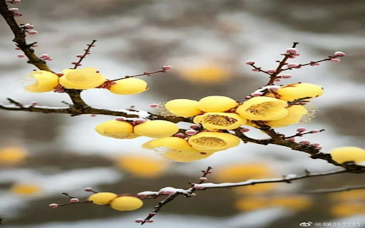 Yellow wax apricot flower wallpaper from Chrome web store to be run with OffiDocs Chromium online Yellow wax apricot flower wallpaper from Chrome web store to be run with OffiDocs Chromium online