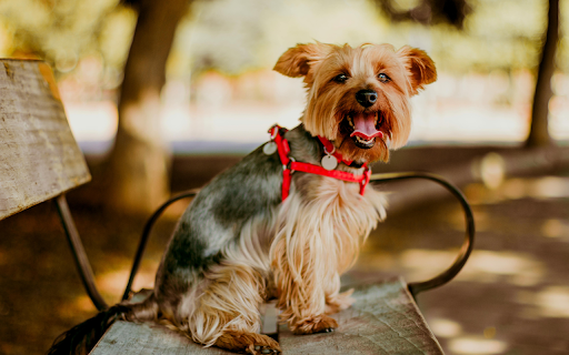 Yorkshire Terrier Sitting on Bench from Chrome web store to be run with OffiDocs Chromium online Yorkshire Terrier Sitting on Bench from Chrome web store to be run with OffiDocs Chromium online