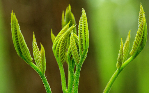 Young Leaf Buds from Chrome web store to be run with OffiDocs Chromium online Young Leaf Buds from Chrome web store to be run with OffiDocs Chromium online