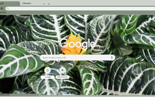 Zebra Plant from Chrome web store to be run with OffiDocs Chromium online Zebra Plant from Chrome web store to be run with OffiDocs Chromium online