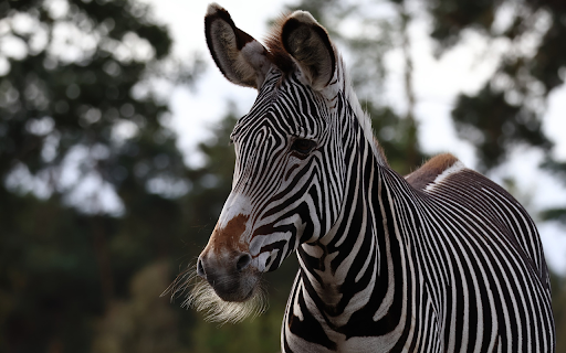 Zebras and beards from Chrome web store to be run with OffiDocs Chromium online Zebras and beards from Chrome web store to be run with OffiDocs Chromium online