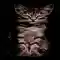Cat Illustration Yellow Eyes