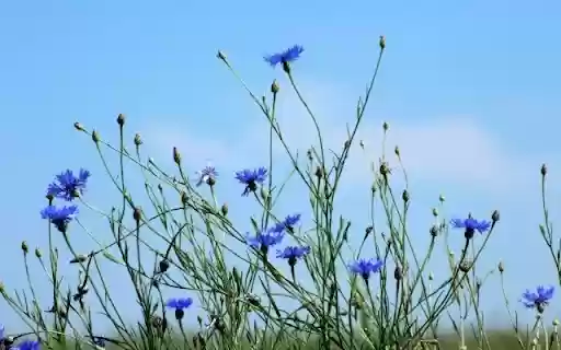 A Cerulean Sky of Centaurea cyanus from Chrome web store to be run with OffiDocs Chromium online A Cerulean Sky of Centaurea cyanus from Chrome web store to be run with OffiDocs Chromium online