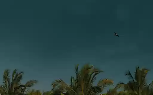 A Dark Blue Sky above Palm Trees from Chrome web store to be run with OffiDocs Chromium online A Dark Blue Sky above Palm Trees from Chrome web store to be run with OffiDocs Chromium online