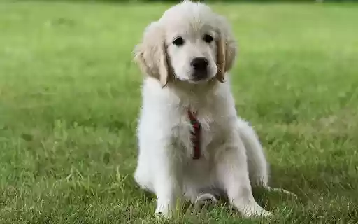 Adorable puppy on green grass from Chrome web store to be run with OffiDocs Chromium online Adorable puppy on green grass from Chrome web store to be run with OffiDocs Chromium online