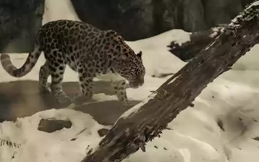 Amur Leopard Walking through Snowy Landscape from Chrome web store to be run with OffiDocs Chromium online Amur Leopard Walking through Snowy Landscape from Chrome web store to be run with OffiDocs Chromium online