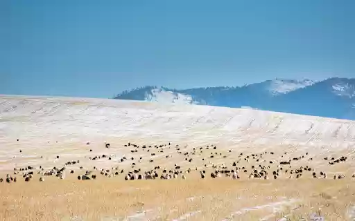 Animals on the steppe from Chrome web store to be run with OffiDocs Chromium online Animals on the steppe from Chrome web store to be run with OffiDocs Chromium online