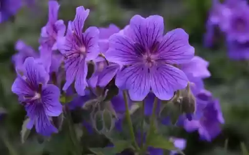 A Violet Vibrancy of Geranium from Chrome web store to be run with OffiDocs Chromium online A Violet Vibrancy of Geranium from Chrome web store to be run with OffiDocs Chromium online