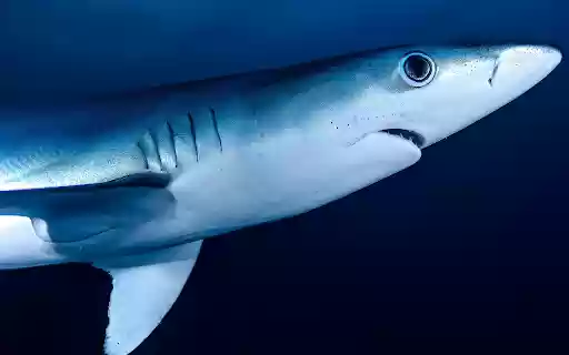 Big shark from Chrome web store to be run with OffiDocs Chromium online Big shark from Chrome web store to be run with OffiDocs Chromium online