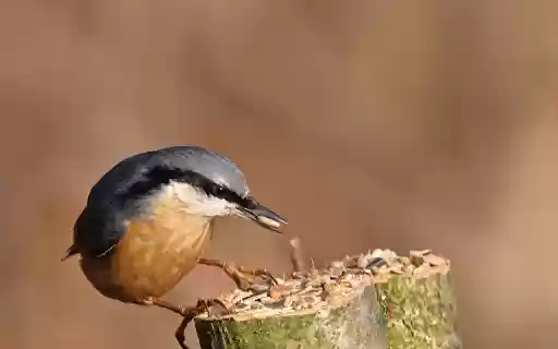 Bird Catching Worms from Chrome web store to be run with OffiDocs Chromium online Bird Catching Worms from Chrome web store to be run with OffiDocs Chromium online