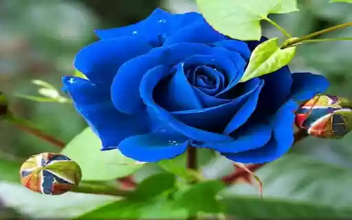 Blue rose wallpaper from Chrome web store to be run with OffiDocs Chromium online Blue rose wallpaper from Chrome web store to be run with OffiDocs Chromium online