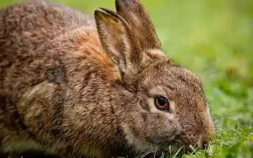 Brown rabbit from Chrome web store to be run with OffiDocs Chromium online Brown rabbit from Chrome web store to be run with OffiDocs Chromium online
