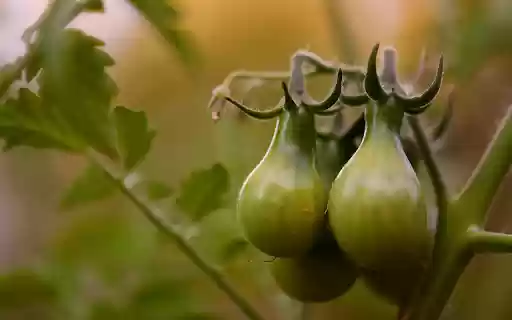Bunches of green tomatoes from Chrome web store to be run with OffiDocs Chromium online Bunches of green tomatoes from Chrome web store to be run with OffiDocs Chromium online