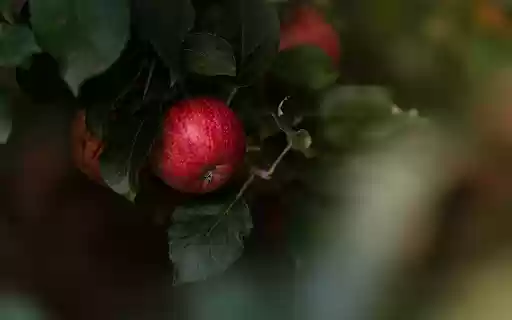 Bunches of ripe red apples from Chrome web store to be run with OffiDocs Chromium online Bunches of ripe red apples from Chrome web store to be run with OffiDocs Chromium online