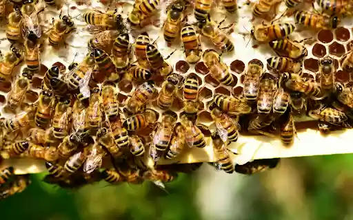 Busy Bee Hive Theme from Chrome web store to be run with OffiDocs Chromium online Busy Bee Hive Theme from Chrome web store to be run with OffiDocs Chromium online