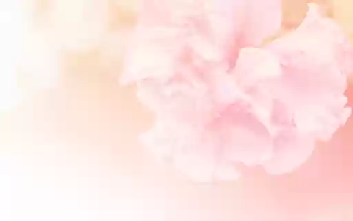 Cherry Blossom Branches in Bloom on Pink from Chrome web store to be run with OffiDocs Chromium online Cherry Blossom Branches in Bloom on Pink from Chrome web store to be run with OffiDocs Chromium online