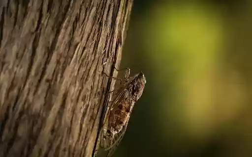 Cicada on the tree from Chrome web store to be run with OffiDocs Chromium online Cicada on the tree from Chrome web store to be run with OffiDocs Chromium online