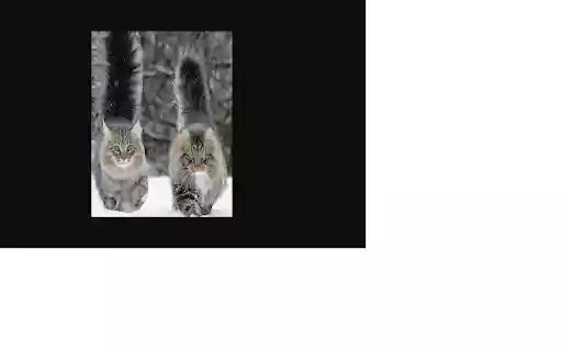 Clap For Cat from Chrome web store to be run with OffiDocs Chromium online Clap For Cat from Chrome web store to be run with OffiDocs Chromium online