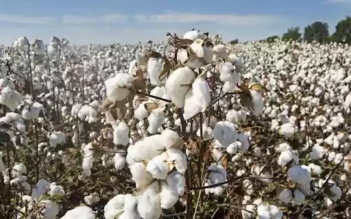 Cotton garden from Chrome web store to be run with OffiDocs Chromium online Cotton garden from Chrome web store to be run with OffiDocs Chromium online
