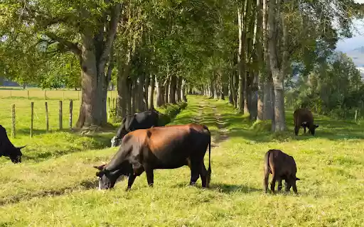 cows and grassy road from Chrome web store to be run with OffiDocs Chromium online cows and grassy road from Chrome web store to be run with OffiDocs Chromium online