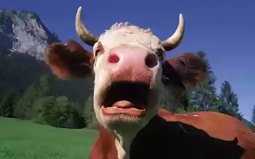 Cow: The Gentle and Valuable Farm Animal from Chrome web store to be run with OffiDocs Chromium online Cow: The Gentle and Valuable Farm Animal from Chrome web store to be run with OffiDocs Chromium online