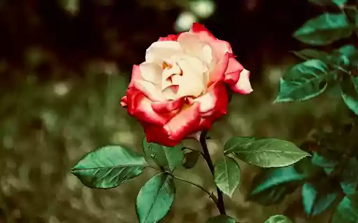Cream Red Rose from Chrome web store to be run with OffiDocs Chromium online Cream Red Rose from Chrome web store to be run with OffiDocs Chromium online